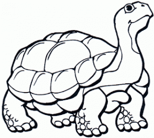 Tortuga para colorear